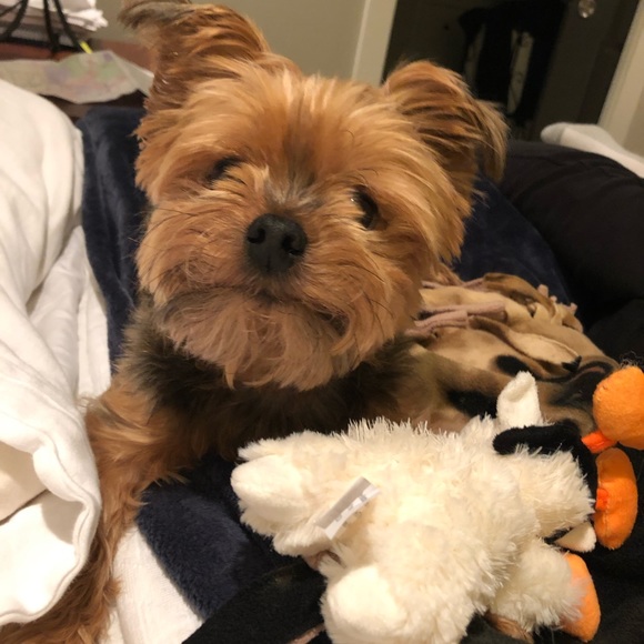 Meet your Posher, Krista - Picture 1 of 1